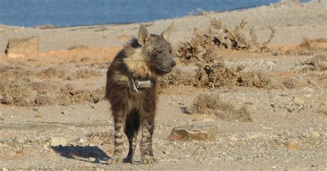 Notes From Kenya Msu Hyena Research New Ra In Talek Camp
