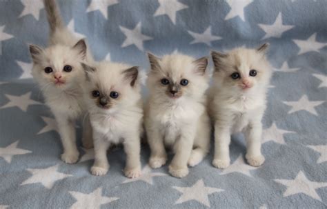 Ragdoll Babys Cute Cute Cats And Kittens