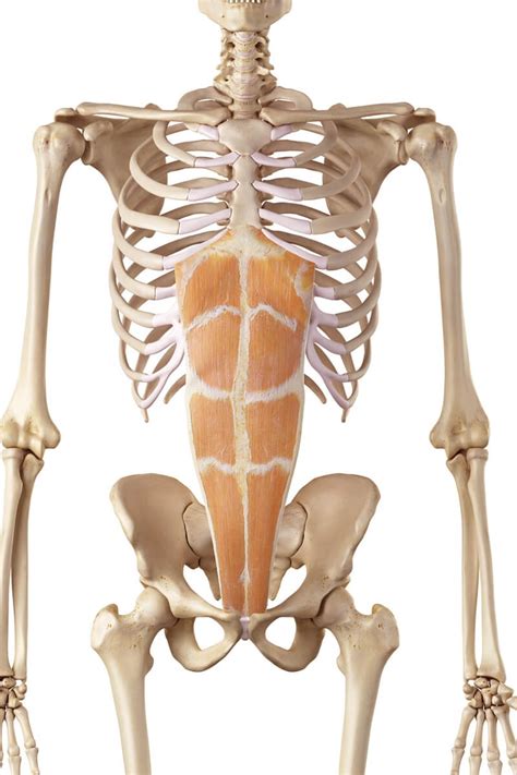 Musculus Rectus Abdominis Sportbachelor