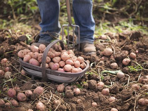 How To Grow Organic Potatoes In Your Garden