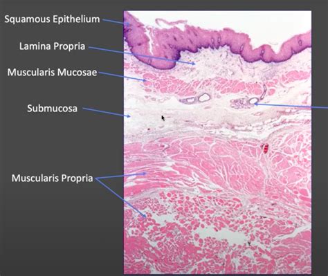 Selveras On Twitter Esophagus Layers Lined By Nonkeratinized