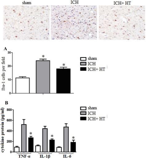 mild hypothermia attenuated macrophage accumulation and inflammation of download scientific