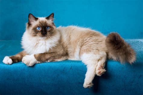 Seal Point Ragdoll Cat Facts Origin And History With Pictures Pet Keen