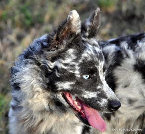 Mudi Absolutely Stunning They Are A Rare Dog Breed In The Herding