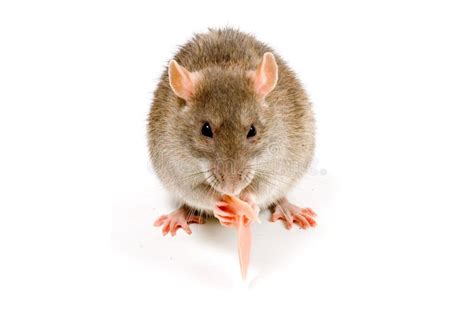Brown Rat Eating Meat Stock Image Image Of Whiskers 12217965