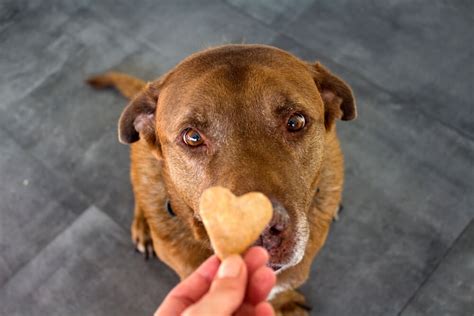 Your Dog Wont Eat His Food But Will Eat Treats Heres What It Means