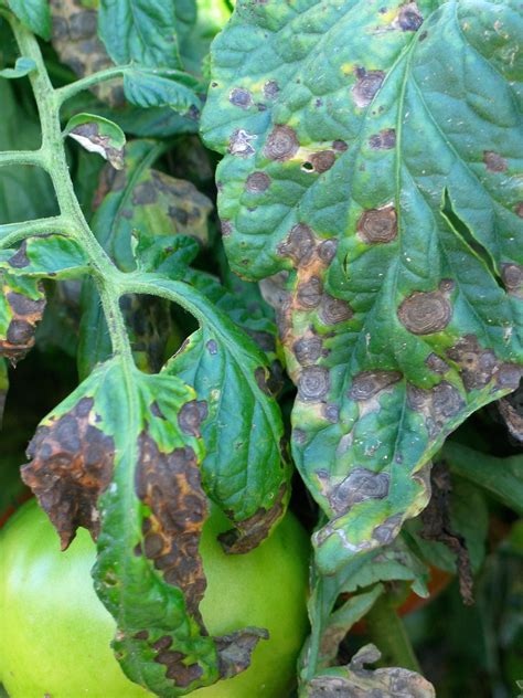 Early Blight On Tomatoes Vegetable Pathology Long Island