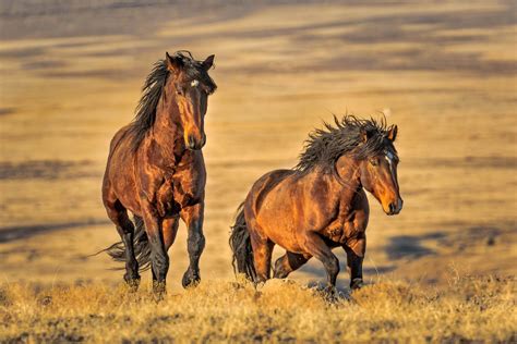 Wild Horse Fine Art Photography By Robs Wildlife Rob Daugherty