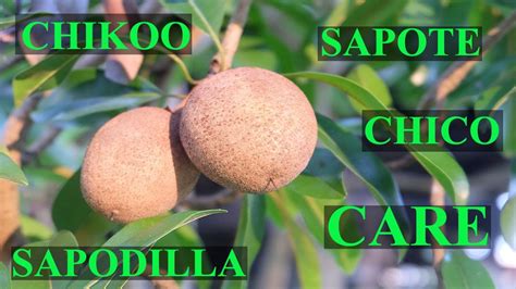 Everything You Need To Know About Sapote Chico Chikoo Sapodilla