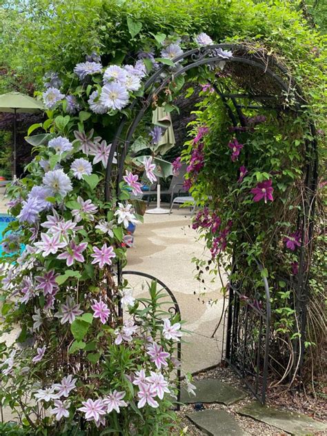 9 Beautiful Clematis Trellis And Support Ideas For Your Garden