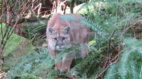 Cougar Stalking Vancouver Island Man Captured On Camera Video