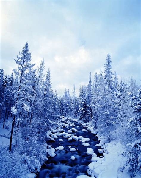 Winter Scene Stock Image Image Of Stream Evergreen Cold 2295433
