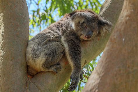 Sleeping Koala Photograph By Deane Palmer
