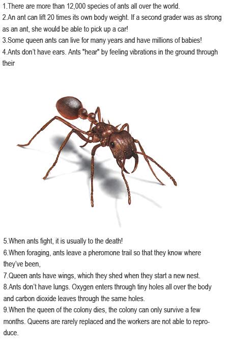 Facts About Ants For Kids Childhood Education