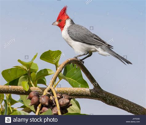 Red Crested Cardinal Hi Res Stock Photography And Images Alamy