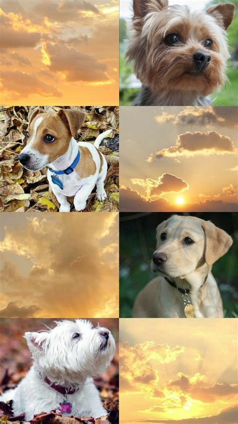 10 Greatest Dog Aesthetic Wallpaper Desktop You Can Get It Without A