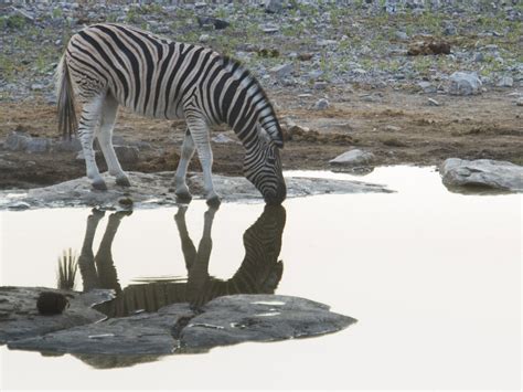 Zebra Stripes Not For Camouflage Scientists Confirm The