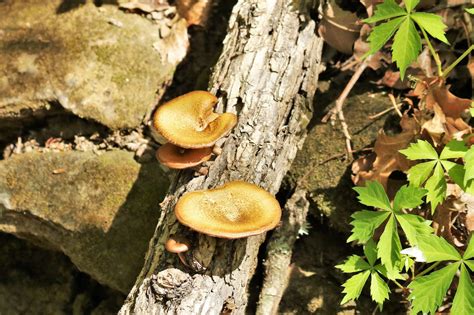 Brown Mushrooms In The Woods Free Stock Photo Public Domain Pictures