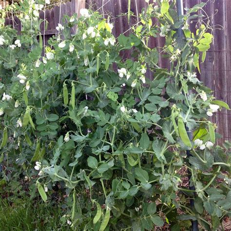 How To Plant And Grow Snow Peas Trees To Plant Plants Growing Snow Peas