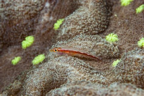 Pygmy Goby Eviota Sp Stock Image Image Of Coral Reef 31602853