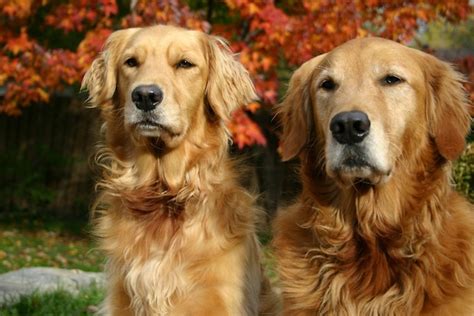 The golden retriever is a gorgeous, large, energetic breed. Breed of the Month - Golden Retriever - Home dog training Austin, Texas