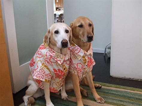 Proudly manufacturing and wholesaling hawaiian shirts in hawaii since 1992. Pin by HawaiianShirtDude.com on Animals Wearing Hawaiian ...