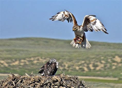 Ferruginous Hawk With Images Largest Bird Of Prey