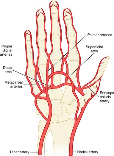 Upper Extremity Arteries Radiology Key