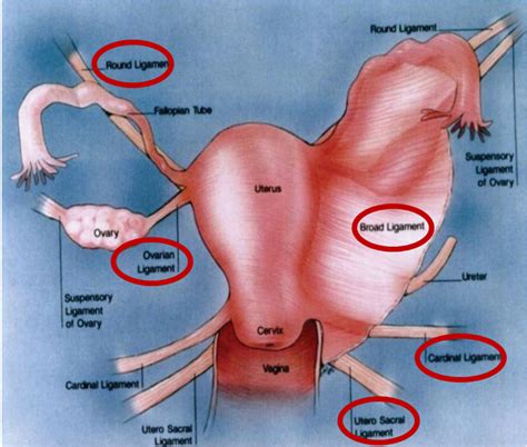 Анатомия женских половых органов фото