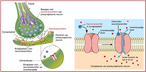 May 31, 2021 · neurotransmitters can be classified as either excitatory or inhibitory. Neurotransmitters