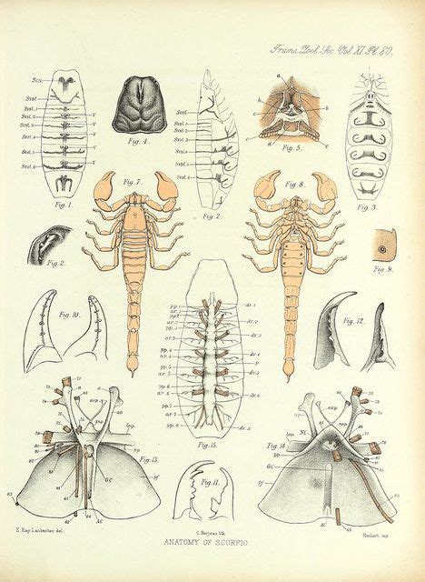 N90w1150 Scientific Illustration Insect Anatomy Scorpio Art