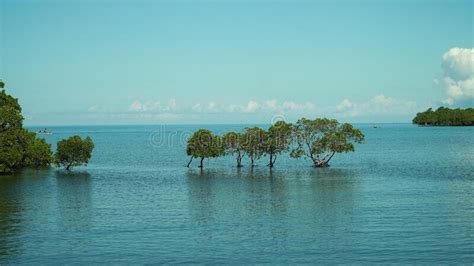 Tropical Landscape The Sea And Mangrove Trees Stock Photo Image Of