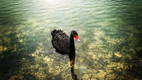 Black Swan With A Red Beak In The Water Wallpapers And Images
