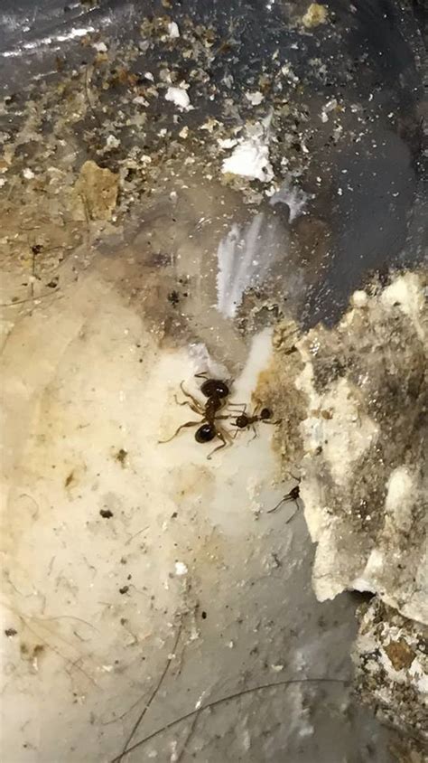 Hire the best pest control services in plant city, fl on homeadvisor. Pest Control for the Periodic Home Invader Tampa & Plant ...