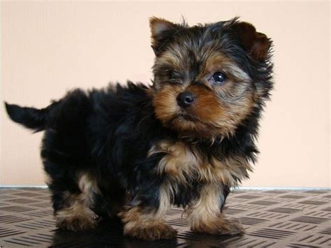 Tiny puppies cute dogs and puppies micro teacup puppies lab puppies cute puppy pics teacup dog. Excellent Tea-Cup Size Yorkie Puppies