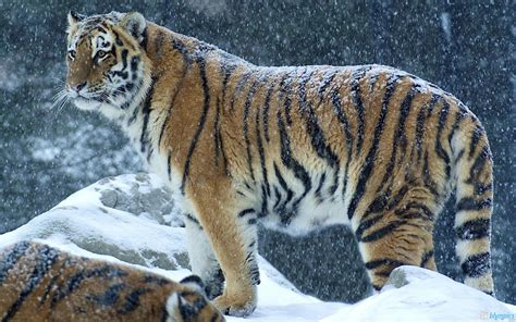 Tiger Wallpapers ~ Free Wallpapers, Best Wallpapers