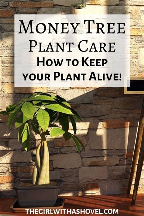 When finished, the top of the dollar bill should be resting. Money Tree Plant Care Tips to help you keep your money ...