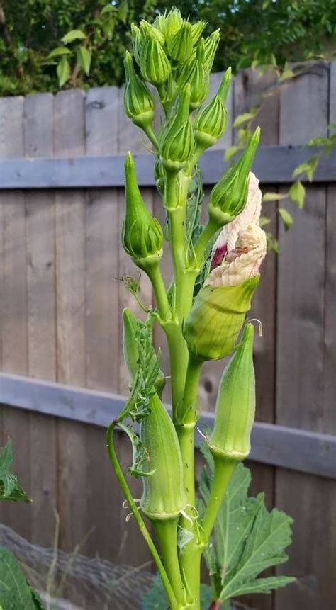 I never thought that i could grow okra in my backyard. okra-plant-Patricia-McMaster | GardensAll