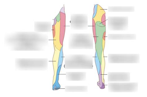 Dermatome Neurology Of The Lower Limb Diagram Quizlet