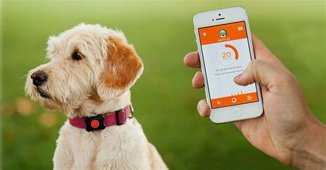 5 Of The Hottest Smart Tech Pet Products Petmoneysaver
