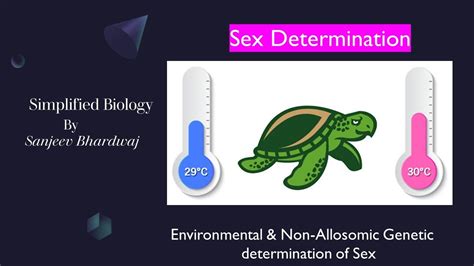 Sex Determination Environmental Non Allosomic Genetic Type Of Sex Determination Youtube