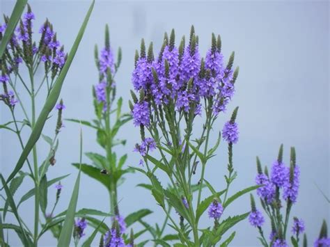Purple Flower Weeds In My Yard Alesha Abraham