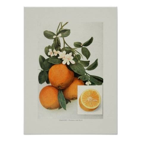 Oranges Poster Fruit Botanical Prints Botanical