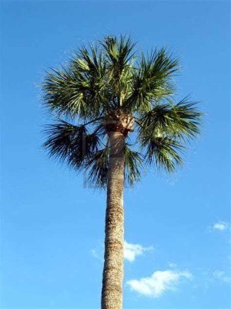 Floridas State Tree Is The Cabbage Palmetto Florida Palmetto Tree