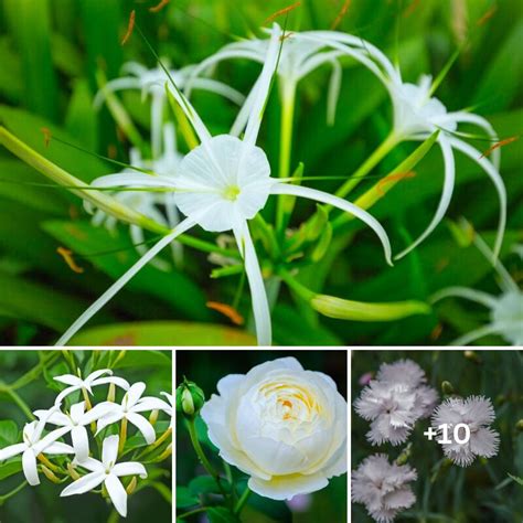 10 Best White Flowers To Dress Your Garden 2000 Daily