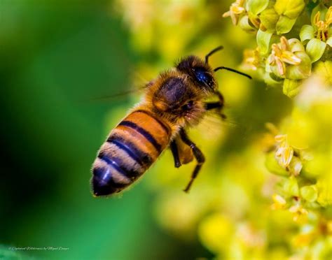Common Honey Bee Apis Mellifera Bee Honey Bee Animals