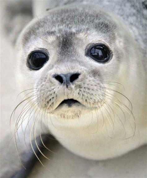 Adorable Grey Seal Pup Cute Baby Animals Cute Animals Baby Animals