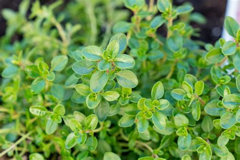 Thyme Herb Plant Care Medtuacth
