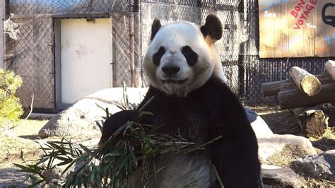 Giant Pandas Waving Goodbye To Toronto Zoo 2018 4k Youtube