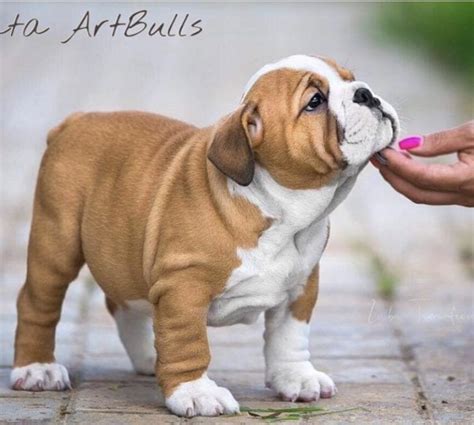 14 Photos Proving That English Bulldog Puppies Are The Cutest